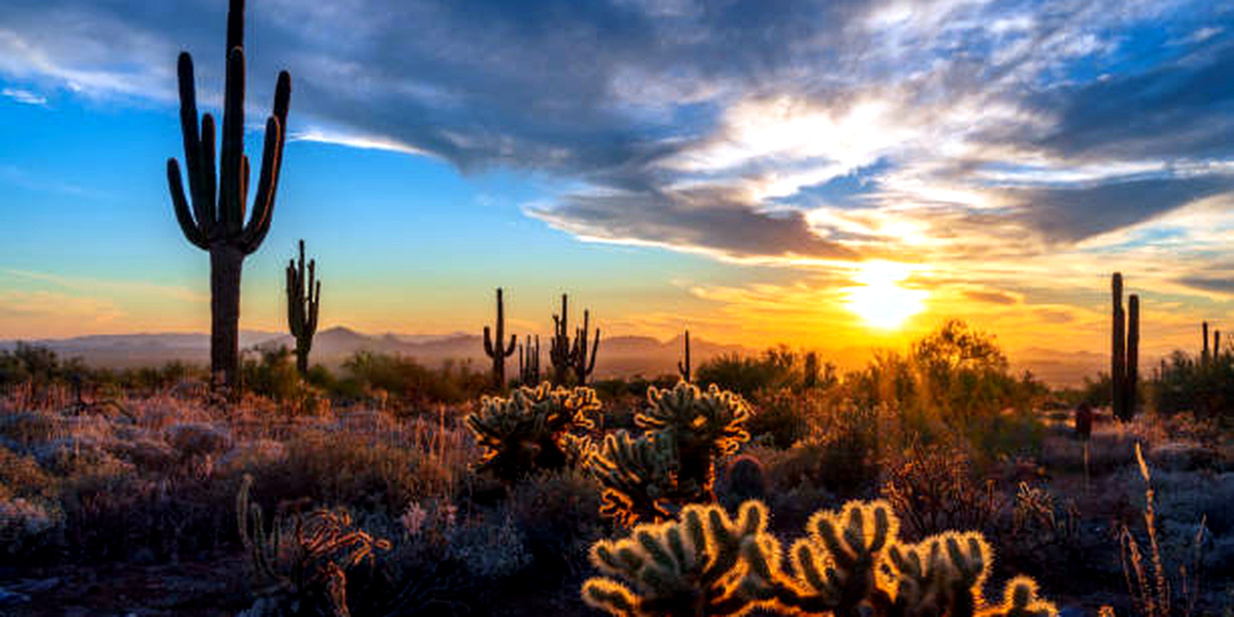 Saguaro Sun